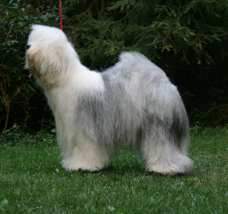 CH. Ecstasy Aus dem elbe urstromtal