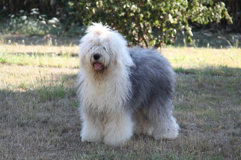 CH. Colonel O'Neill of the Arabian Nights