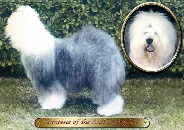 CH. Tennessee of the Arabian Nights